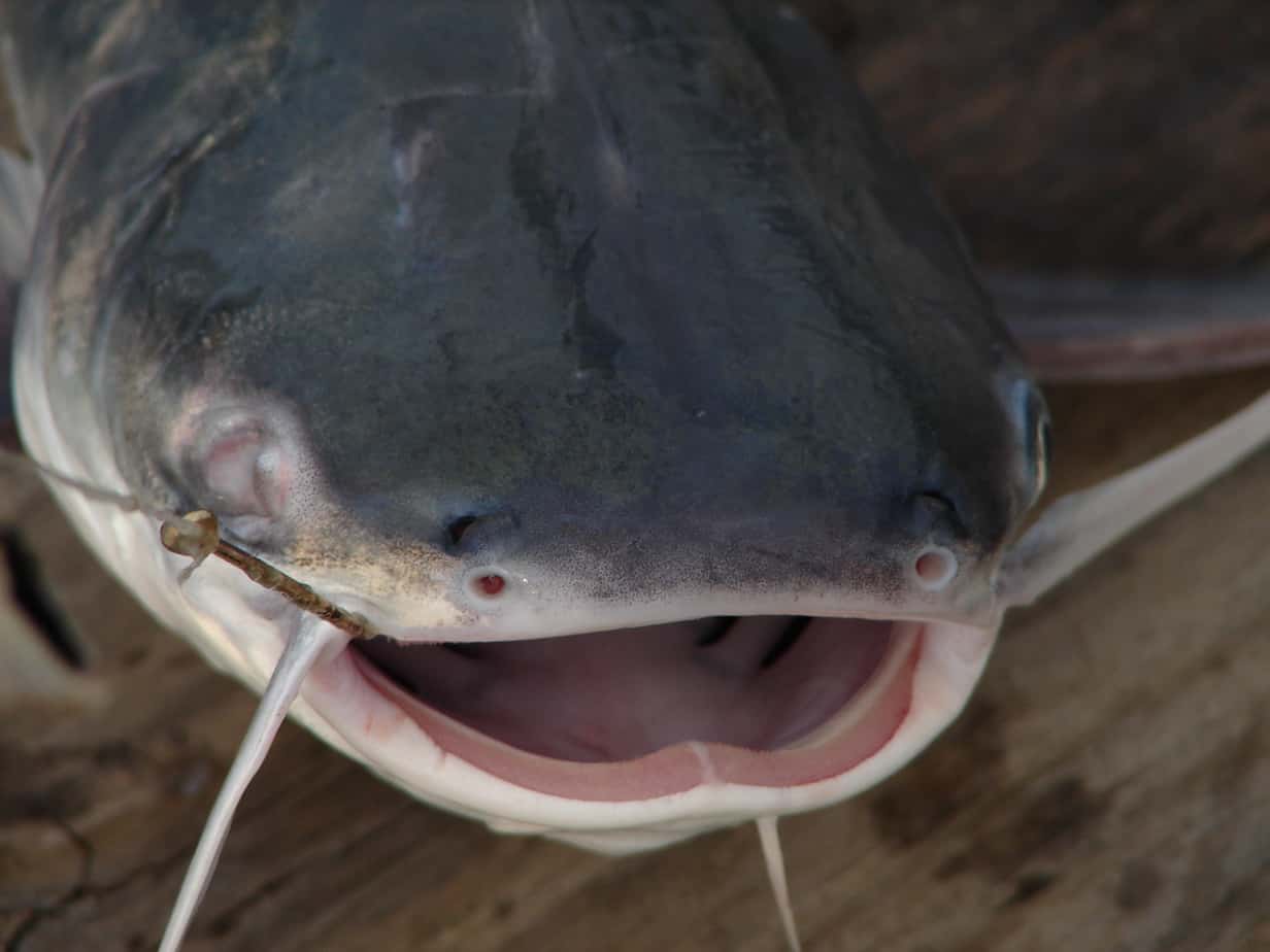 Do catfish have teeth