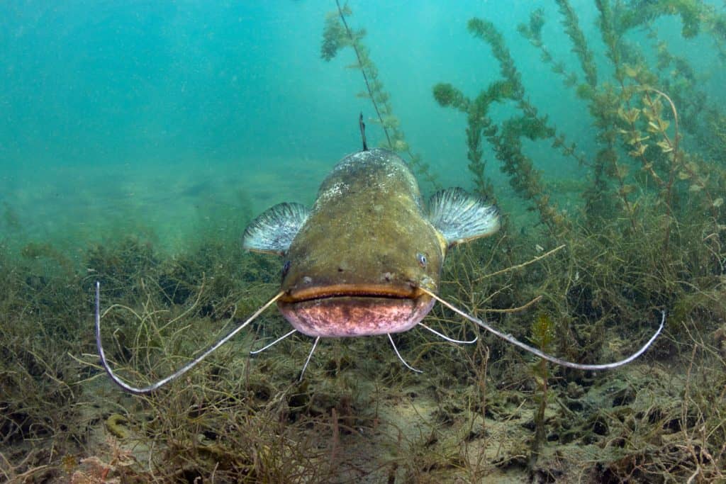 Are Catfish Bottom Feeders? - Catfish Sutton