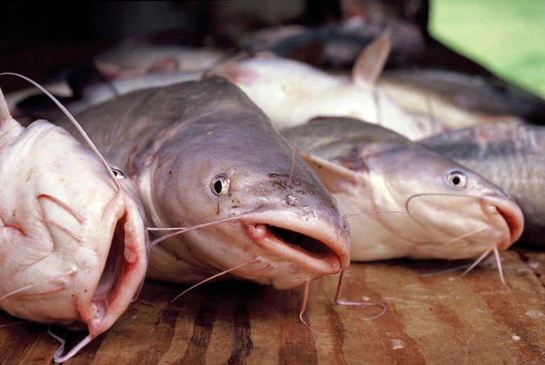 types of catfish