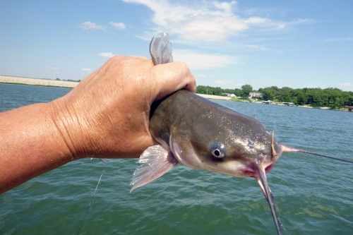 Catfishing Techniques and Tips 