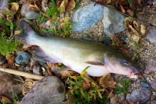 How Big Can Channel Catfish Get