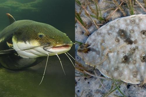 Flounder vs Catfish
