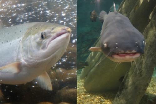 Salmon vs Catfish