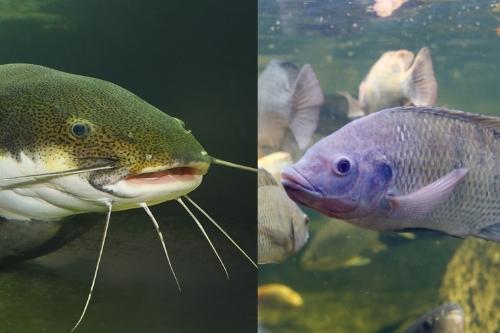 Tilapia vs Catfish